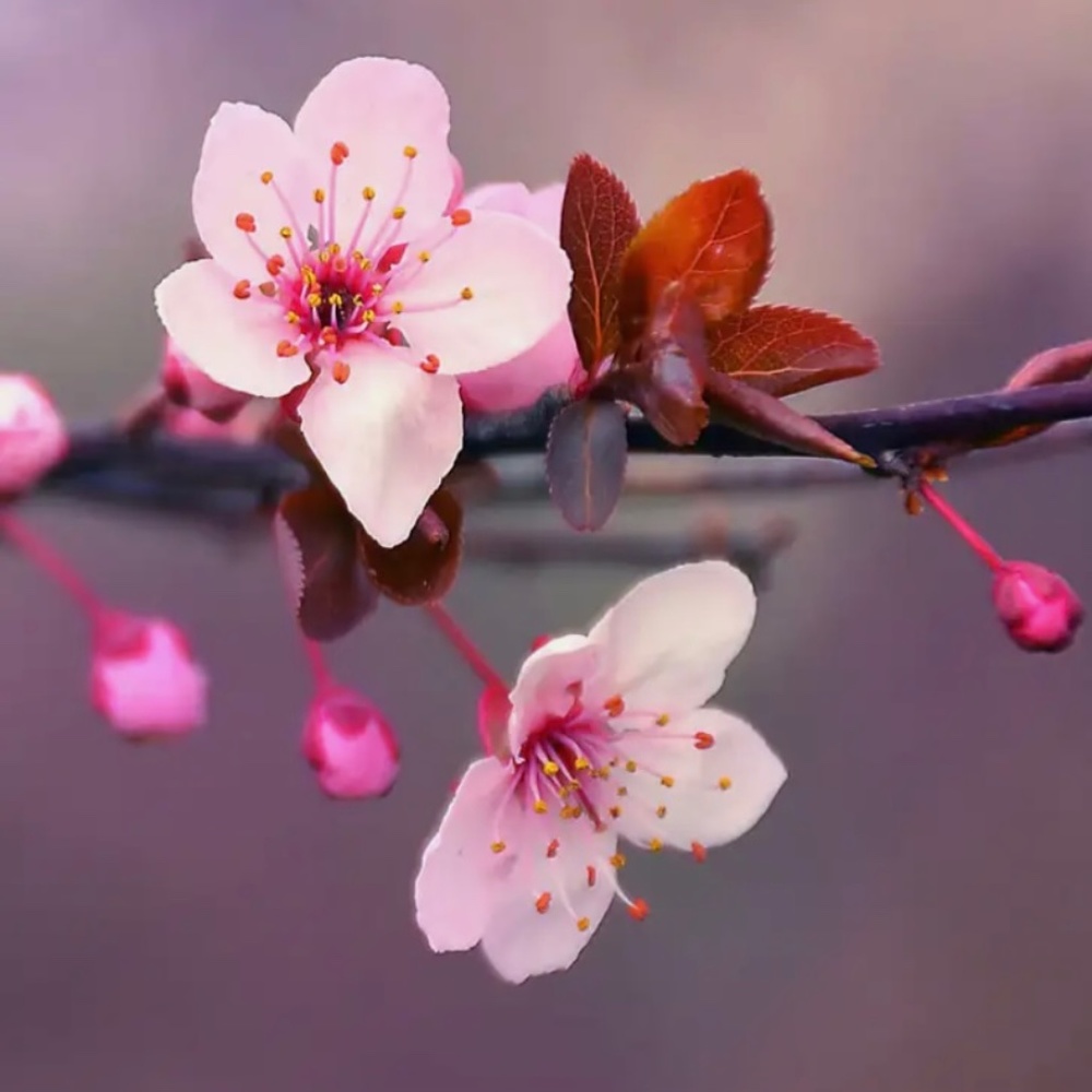 Meet your Posher, Dawn